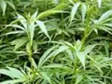 IU-ICV pide la legalización del cannabis. (Efe)