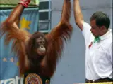 Los orangutanes boxeadores recuperan su libertad. (BBC)