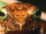 Una nueva especie de rana, llamada polypedates chlorophthalmus, también descubierta en las selvas de Borneo.