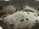 Dos focas heridas agonizan en el hielo tras de ser golpeadas con un garrote que normalmente se utiliza para romper el hielo. (Efe)