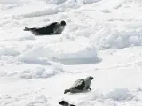 Las focas permanecen ajenas a la cacería momentos antes de que se abra la veda. (Reuters)