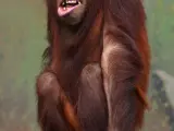El orangután está en peligro, sus dos reservas en el planeta amenazan a la especie con la deforestación.