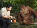 Técnicas chinas para sus animales (Fuente: Zoo de Singapur)