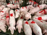 Cerdos en venta en un mercado de Xingning, China. El Gobierno concede subsidios a los criadores en un esfuerzo por bajar el precio de la carne de cerdo, que amenaza con subir el índice de inflación chino.