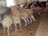Explotación ovina, las afectadas por la enfermedad de la "lengua azul".