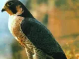 Un ejemplar de halcón peregrino de la Sierra onubense.