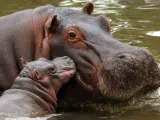 Una hipopótamo cuida a su cria de un mes de edad, nacida en cautividad, en una imagen de archivo.