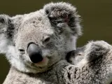 Amor de madre. Un koala protege a su cría en el centro 'WildlifeWorld', cerca de la ciudad australiana de Sydney.