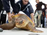 Sueltan en reserva marina de Tabarca tortuga rescatada por barco Santa Pola