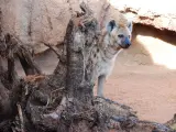 Una hiena, a la espera de alguna carroña que degustar en su parcela recién estrenada.