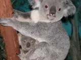 Los koalas se alimentan de hojas de eucalipto que podrían volverse no comestibles