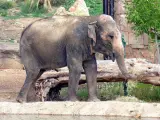 Petita, la elefanta del parque Terra Natura de Benidorm rechazada por su manada, ya tiene novio.