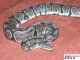 Una de las tres serpientes pitón halladas en el piso.
