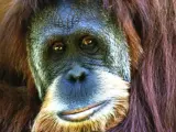 Imagen de archivo de un orangután de Sumatra. (WIKIPEDIA )