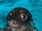 La foca Humphrey se recupera en la zona de cuarentena del Loro Parque.