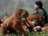 Un orangután huérfano juega con su "canguro" humana en el centro de rehabilitación de la reserva indonesia de Kalimantan (REUTETRS).
