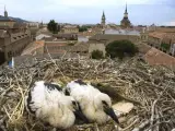 Dos cigüeñas en su nido, en el casco antiguo de Alcalá. (C. CICONIA)