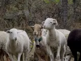 La especie ovina es la afectada