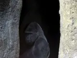 Este gorila apocado tendrá una novia de lo más descarada.