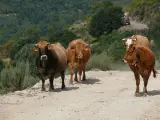 Unas vacas campan en el monte.  (FLICKR.COM)