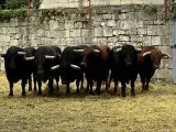 Una manada de toros en un corral.
