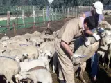 Vacunación de ganado ovino contra la lengua azul. (ARCHIVO)
