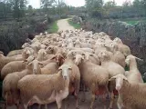 Un rebaño de ovejas. ARCHIVO/20MINUTOS