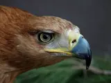 Un ejemplar adulto de águila imperial que habita en Doñana.