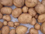 Boyle espera nutrirse de las patatas que cultive. ARCHIVO