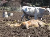 Una vaca moribunda en explotación de Villar del Río