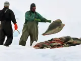 Dos pescadores canadienses agrupan los cuerpos de varias focas cazadas.