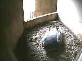 Imagen de la webcam en el nido de los halcones en la Sagrada Familia.