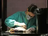 Un veterinario trata a un ave herido.