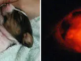 El cachorro fluorescente, con tan solo diez días (newscientist.com).