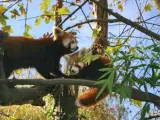 Los dos bebés de panda rojo nacidos en el zoo de Zagreb.