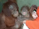 Nace en el zoo de Santillana del Mar el primer macho de Orangután de Sumatra nacido en España