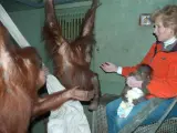 Orangutanes De Sumatra Santillana