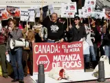Una treintena de defensores de los animales sostienen pancartas con fotos de crías de focas ensangrentadas frente a la Embajada de Canadá en Madrid.