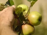 Fruta Manzana