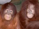 Orangutanes de Sumatra del Zoo