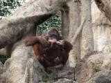 El orangután Banggi en su cuarto cumpleaños