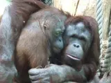 Una pareja de orangutanes.