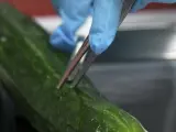 Un experto analiza un pepino en un laboratorio de la oficina estatal para la seguridad agrícola y alimentaria en Rostock (Alemania).