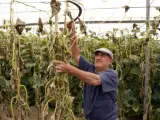 Un agricultor recoge pepinos en El Ejido (Almería).