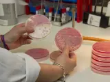 Cultivo de la bacteria 'E.coli' realizado en laboratorio.
