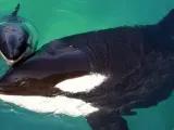 Una orca , junto a su cría en un parque acuático.