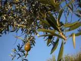 Ramas de olivo, aceitunas