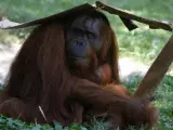 Un orangután se protege del sol y del calor con un cartón en el zoo de Budapest.