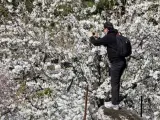 La floración de los cerezos en el Valle del Tiétar.