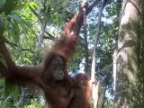 Foto tomada el 8 de abril de un orangután con su cría en el parque nacional de Gunung Leuser, en la isla indonesia de Sumatra, donde las plantaciones de palma aceitera constituyen una amenaza para la biodiversidad.